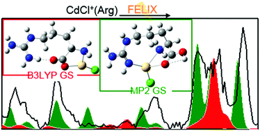 Graphical abstract: Experimental and theoretical investigations of infrared multiple photon dissociation spectra of arginine complexes with Zn2+ and Cd2+