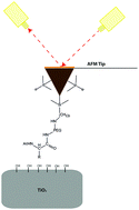 Graphical abstract: The role of hydrophobic, aromatic and electrostatic interactions between amino acid residues and a titanium dioxide surface