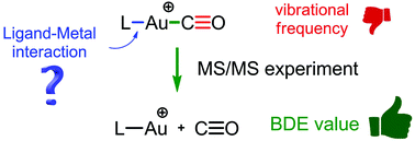 Graphical abstract: Bond dissociation energies of carbonyl gold complexes: a new descriptor of ligand effects in gold(i) complexes?