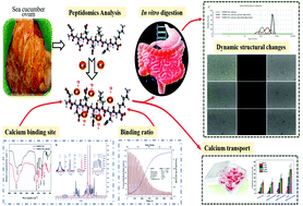 Graphical abstract: In vitro digestion profile and calcium absorption studies of a sea cucumber ovum derived heptapeptide–calcium complex