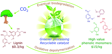 Graphical abstract: Isolation of phenolic monomers from kraft lignin using a magnetically recyclable TEMPO nanocatalyst