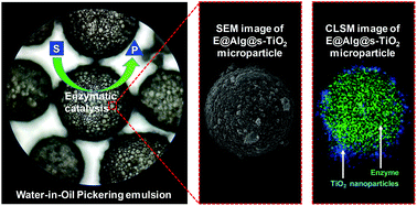 Graphical abstract: Pickering emulsion-enhanced interfacial biocatalysis: tailored alginate microparticles act as particulate emulsifier and enzyme carrier