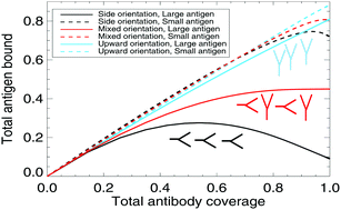 Graphical abstract: Direct immunoassays and their performance – theoretical modelling of the effects of antibody orientation and associated kinetics