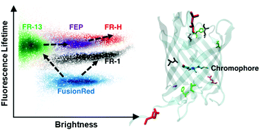 Graphical abstract: Directed evolution of excited state lifetime and brightness in FusionRed using a microfluidic sorter