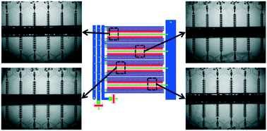 Graphical abstract: Large-scale production of compound bubbles using parallelized microfluidics for efficient extraction of metal ions