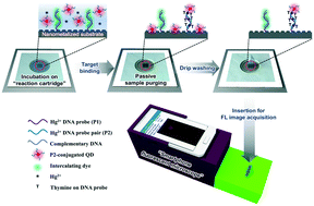 Graphical abstract: A smartphone fluorescence imaging-based mobile biosensing system integrated with a passive fluidic control cartridge for minimal user intervention and high accuracy