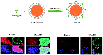 Graphical abstract: Neuroligin-2-derived peptide-covered polyamidoamine-based (PAMAM) dendrimers enhance pancreatic β-cells' proliferation and functions