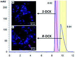 Graphical abstract: Synthesis, absolute configuration and in vitro cytotoxicity of deschloroketamine enantiomers: rediscovered and abused dissociative anaesthetic