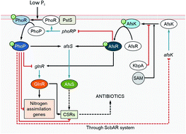 Graphical abstract: Regulation of antibiotic production in Actinobacteria: new perspectives from the post-genomic era