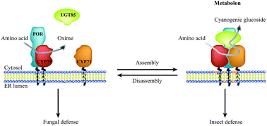 Graphical abstract: Dynamic metabolic solutions to the sessile life style of plants