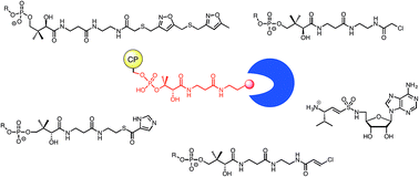 Graphical abstract: Trapping interactions between catalytic domains and carrier proteins of modular biosynthetic enzymes with chemical probes