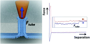 Graphical abstract: Pulling lipid tubes from supported bilayers unveils the underlying substrate contribution to the membrane mechanics