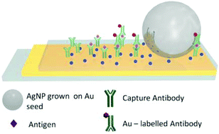 Graphical abstract: In situ generation of plasmonic cavities for high sensitivity fluorophore and biomolecule detection