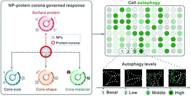 Graphical abstract: Serum protein corona-responsive autophagy tuning in cells