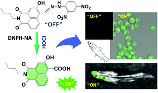 Graphical abstract: A fast response fluorescence probe specific for hypochlorous acid detection and its applications in bioimaging