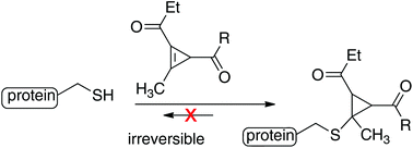 Graphical abstract: Fast, irreversible modification of cysteines through strain releasing conjugate additions of cyclopropenyl ketones