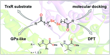 Graphical abstract: Diselenoamino acid derivatives as GPx mimics and as substrates of TrxR: in vitro and in silico studies