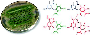 Graphical abstract: Expanding antibiotic chemical space around the nidulin pharmacophore
