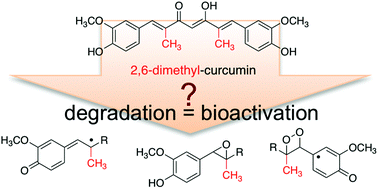 Graphical abstract: Stability and anti-inflammatory activity of the reduction-resistant curcumin analog, 2,6-dimethyl-curcumin