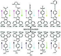 Graphical abstract: Reactive group effects on the photophysical and biological properties of 2-phenyl-1H-phenanthro[9,10-d]imidazole derivatives as fluorescent markers