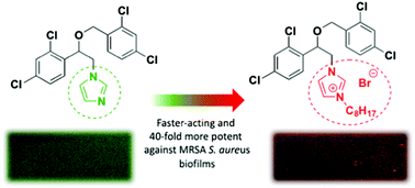 Graphical abstract: Anti-staphylococcal biofilm activity of miconazoctylium bromide