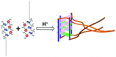Graphical abstract: Stabilization of an intermolecular i-motif by lipid modification of cytosine-oligodeoxynucleotides