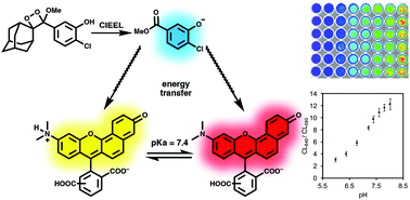 Graphical abstract: Energy transfer chemiluminescence for ratiometric pH imaging