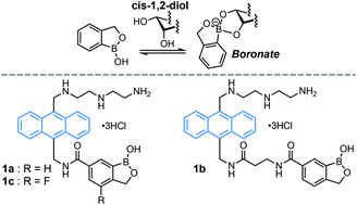 Graphical abstract: Synthesis of water-soluble anthracene-appended benzoxaboroles and evaluation of their cis-1,2-diol recognition properties
