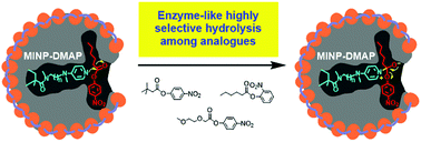 Graphical abstract: Molecularly imprinted artificial esterases with highly specific active sites and precisely installed catalytic groups