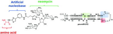 Graphical abstract: Building of neomycin–nucleobase–amino acid conjugates for the inhibition of oncogenic miRNAs biogenesis