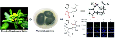 Graphical abstract: Anti-inflammatory fusicoccane-type diterpenoids from the phytopathogenic fungus Alternaria brassicicola