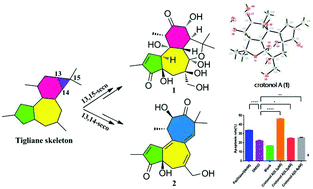 Graphical abstract: Crotonols A and B, two rare tigliane diterpenoid derivatives against K562 cells from Croton tiglium