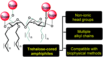Graphical abstract: Trehalose-cored amphiphiles for membrane protein stabilization: importance of the detergent micelle size in GPCR stability