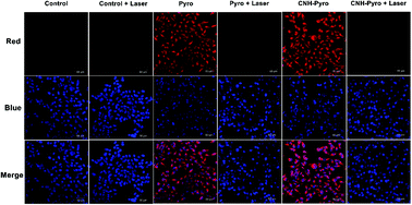 Graphical abstract: In vitro and in vivo studies of a chlorin-based carbon nanocarrier with photodynamic therapy features