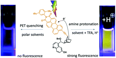 Graphical abstract: Photophysics of perylene monoimide-labelled organocatalysts