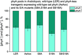 Graphical abstract: The dephosphorylated S8A and S18A mutants of (oat) phytochrome A comprise its two species, phyA′ and phyA′′, suggesting that autophosphorylation at these sites is not involved in the phyA differentiation
