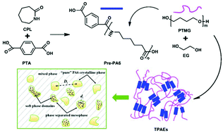 Graphical abstract: Facile synthesis of polyamide 6 (PA6)-based thermoplastic elastomers with a well-defined microphase separation structure by melt polymerization