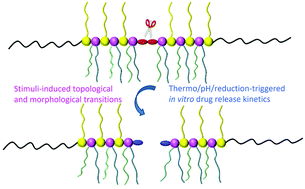 Graphical abstract: Synthesis, self-assembly and drug release behaviors of reduction-labile multi-responsive block miktobrush quaterpolymers with linear and V-shaped grafts