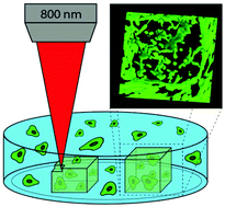 Graphical abstract: A biocompatible diazosulfonate initiator for direct encapsulation of human stem cells via two-photon polymerization
