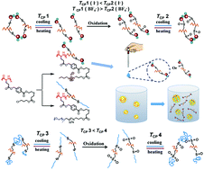Graphical abstract: Thermo- and oxidation-responsive homopolypeptide: synthesis, stimuli-responsive property and antimicrobial activity