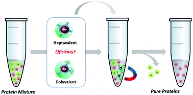Graphical abstract: Magnetic glyconanoparticles for selective lectin separation and purification