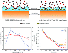 Graphical abstract: Influence of l-lysine on the permeation and antifouling performance of polyamide thin film composite reverse osmosis membranes