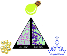 Graphical abstract: Effects of bovine serum albumin on light activated antimicrobial surfaces