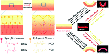 Graphical abstract: A monolithic anti-freezing hydro/organo Janus actuator with sensitivity to the polarity of solvents