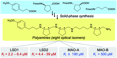 Graphical abstract: Inhibition of FAD-dependent lysine-specific demethylases by chiral polyamine analogues