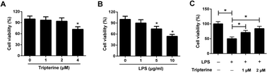 Graphical abstract: Tripterine alleviates lipopolysaccharide-induced airway epithelial barrier dysfunction through suppressing the Hippo pathway