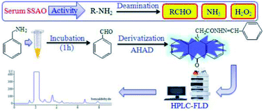 Graphical abstract: Development of a HPLC-FL method to determine benzaldehyde after derivatization with N-acetylhydrazine acridone and its application for determination of semicarbazide-sensitive amine oxidase activity in human serum