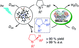 Graphical abstract: Enantioselective synthesis of amines by combining photoredox and enzymatic catalysis in a cyclic reaction network