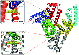 Graphical abstract: Testosterone meets albumin – the molecular mechanism of sex hormone transport by serum albumins