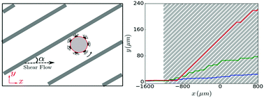 Graphical abstract: Adhesion-based sorting of blood cells: an adhesive dynamics simulation study